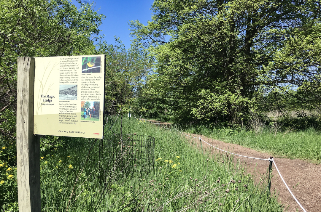 Montrose Point Bird Sanctuary – Where Magic Meets Feathers