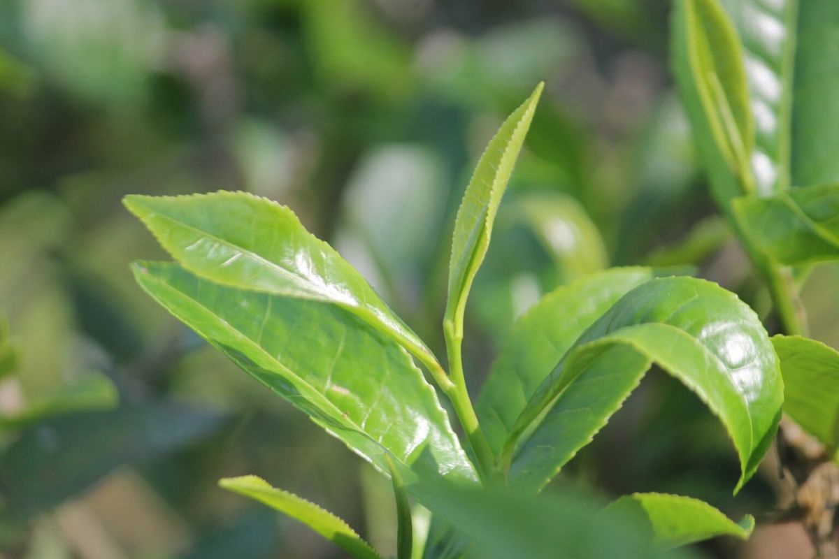 Optima Lakeview® Apartments in Chicago, IL Close-up of fresh, green tea leaves on a plant with sunlight shining on them, highlighting the wellness benefits of tea.