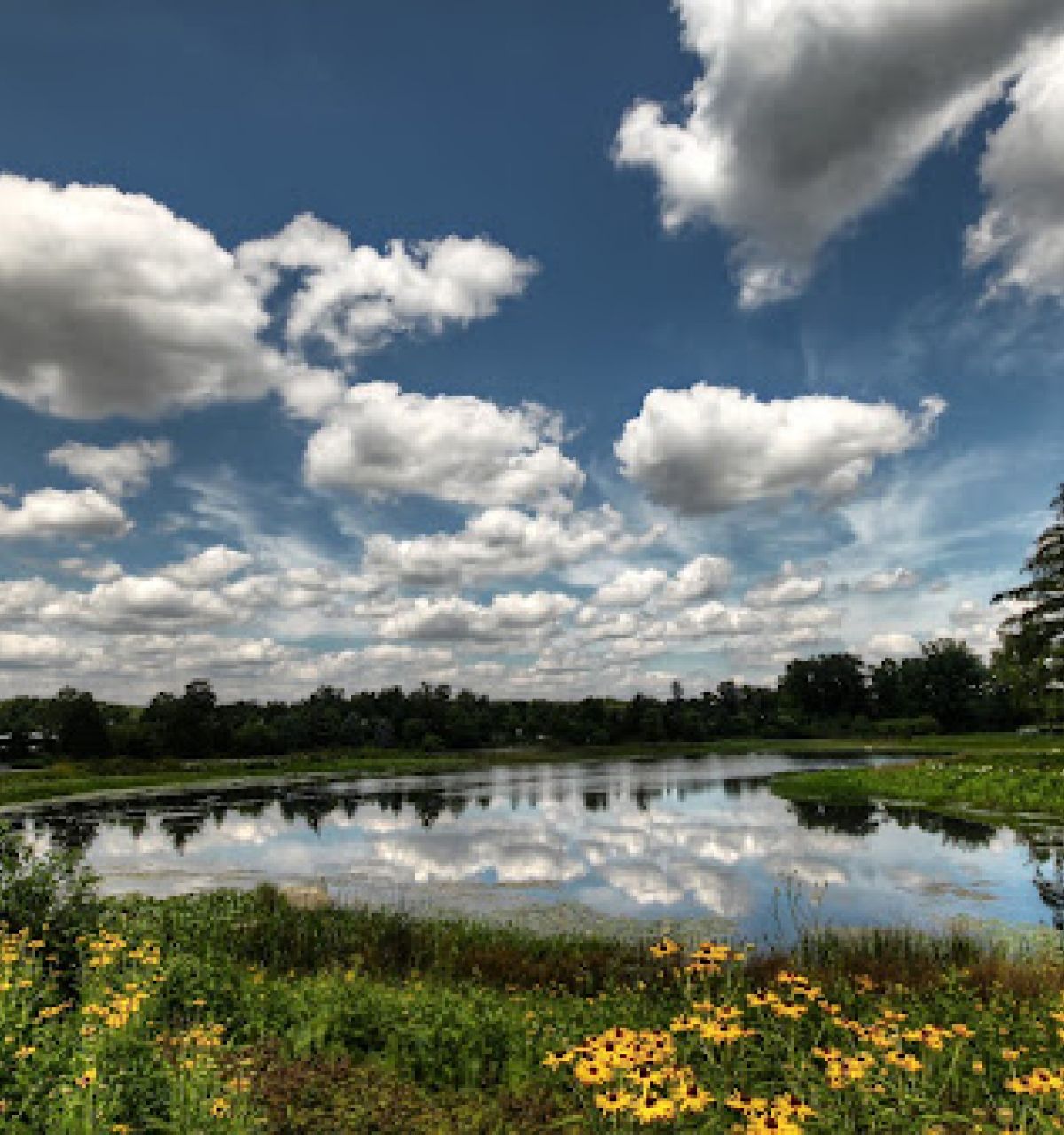Optima Lakeview® Apartments in Chicago, IL A pond in Scottsdale, surrounded by yellow flowers and trees beneath a blue sky filled with fluffy white clouds.