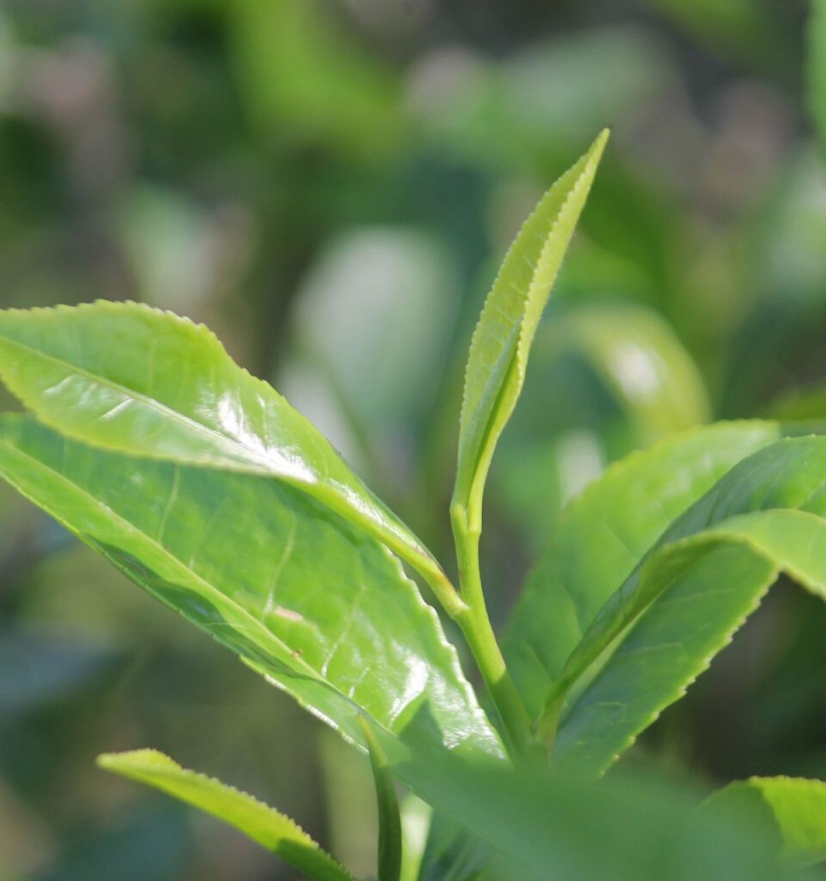Optima Lakeview® Apartments in Chicago, IL Close-up of fresh, green tea leaves on a plant with sunlight shining on them, highlighting the wellness benefits of tea.