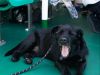 Optima Lakeview® Apartments in Chicago, IL A black dog lies on a green floor, yawning playfully beside green seats—perfect for pet families in Chicago after a Canine Cruise.