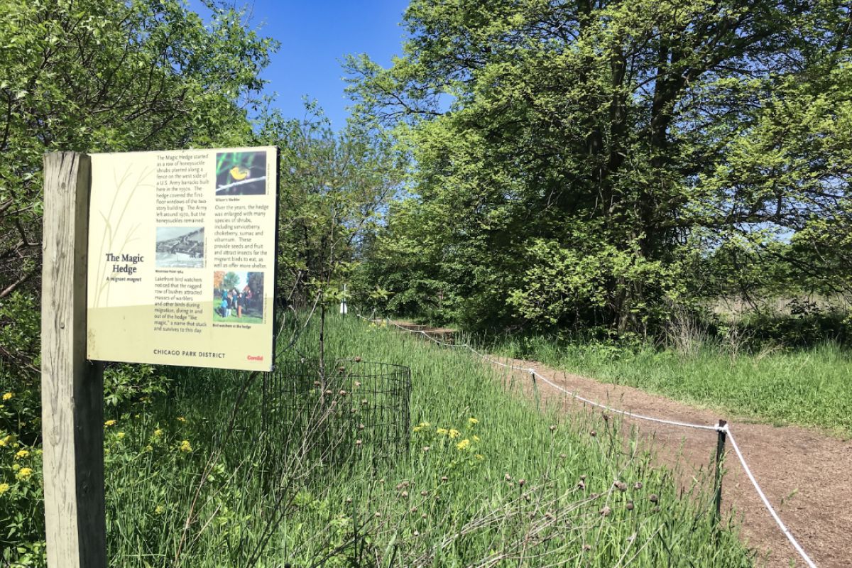 Optima Lakeview® Apartments in Chicago, IL A dirt trail winds through tall grass and trees at Montrose Point Bird Sanctuary, with a park information sign on the left side of the path.