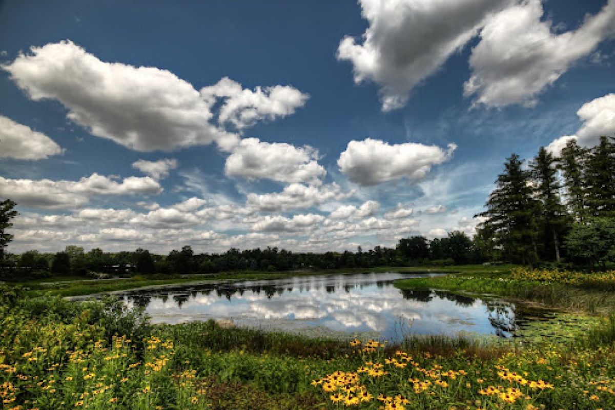Optima Lakeview® Apartments in Chicago, IL A pond in Scottsdale, surrounded by yellow flowers and trees beneath a blue sky filled with fluffy white clouds.