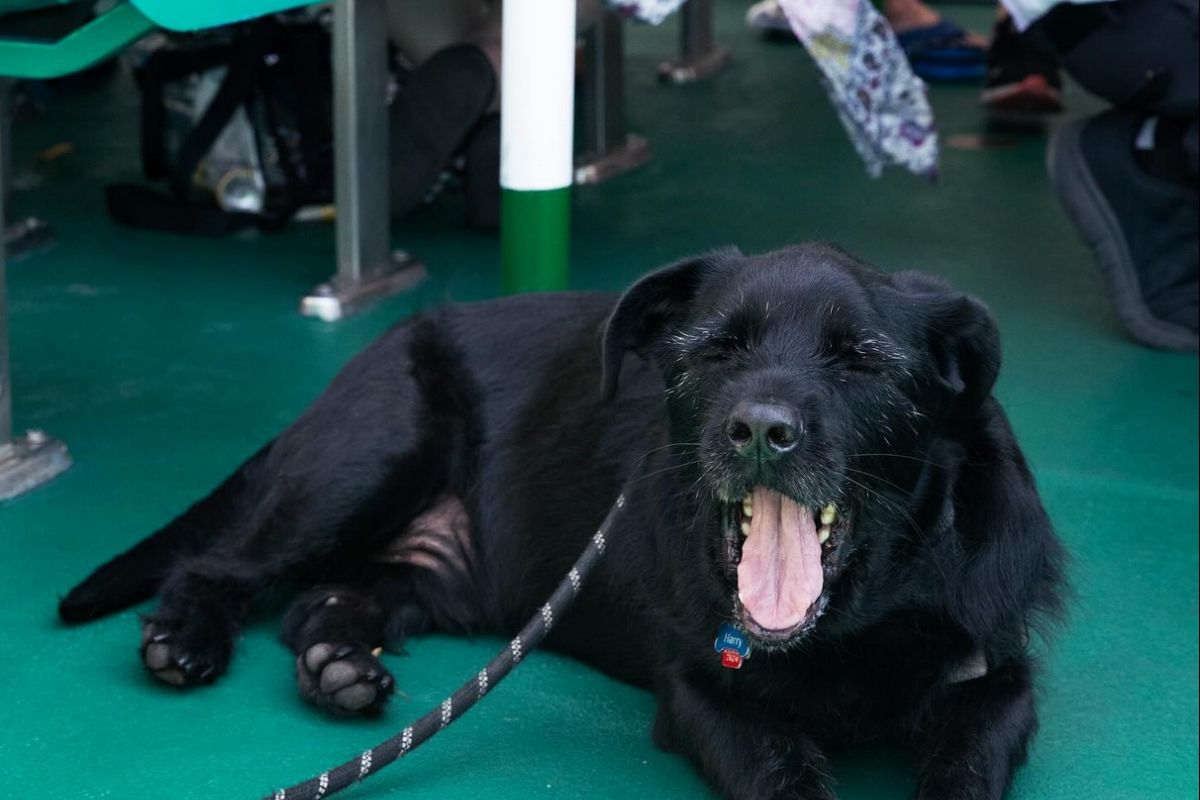 Optima Lakeview® Apartments in Chicago, IL A black dog lies on a green floor, yawning playfully beside green seats—perfect for pet families in Chicago after a Canine Cruise.