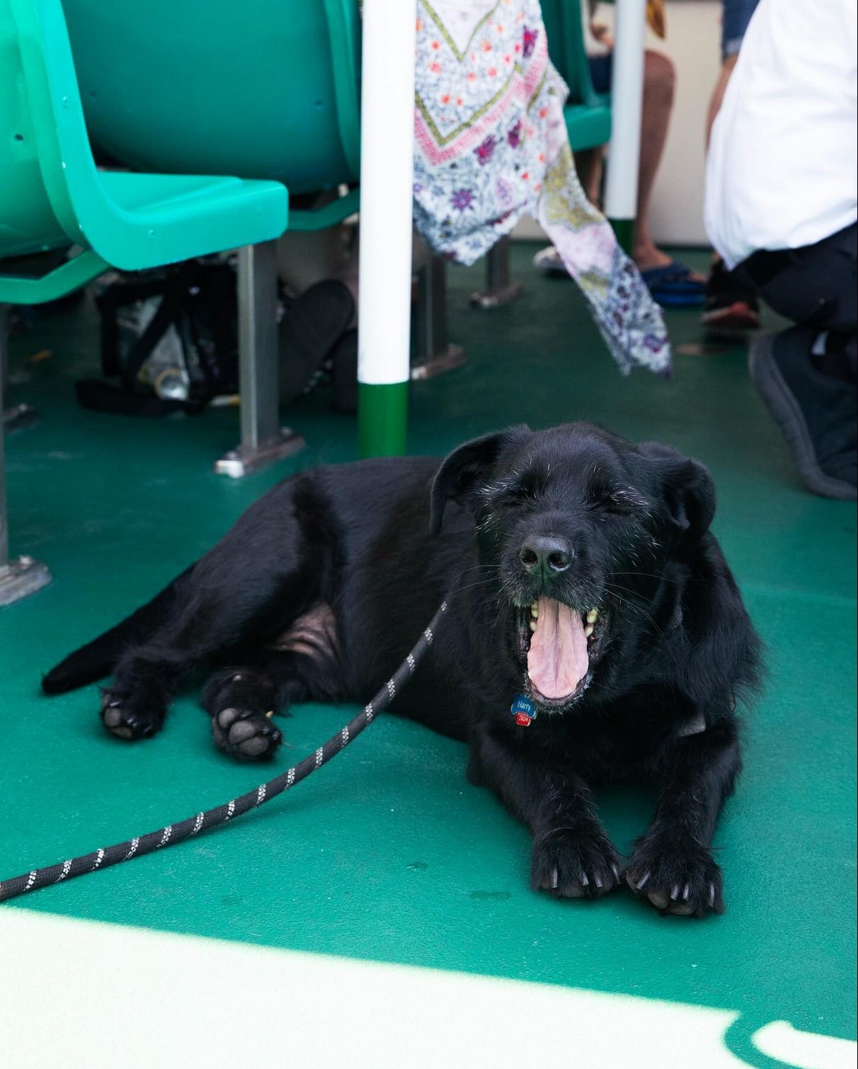 Optima Lakeview® Apartments in Chicago, IL A black dog lies on a green floor, yawning playfully beside green seats—perfect for pet families in Chicago after a Canine Cruise.