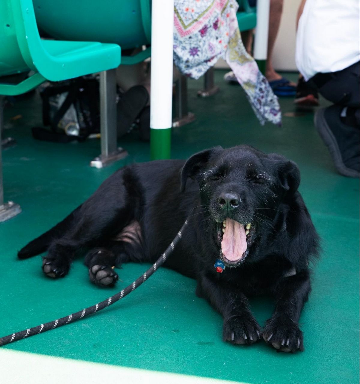 Optima Lakeview® Apartments in Chicago, IL A black dog lies on a green floor, yawning playfully beside green seats—perfect for pet families in Chicago after a Canine Cruise.