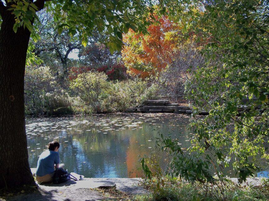Optima Lakeview® Apartments in Chicago, IL A person sits by the Alfred Caldwell Lily Pool, beneath autumn trees, enjoying prairie-style serenity amid city living.
